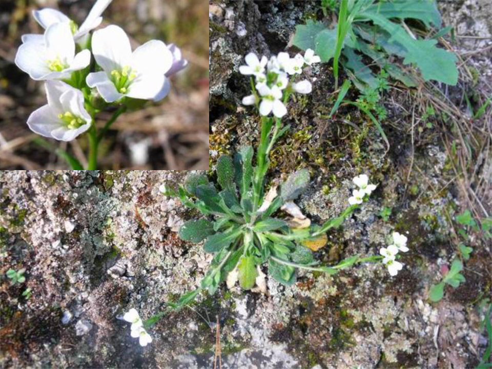 Arabis collina